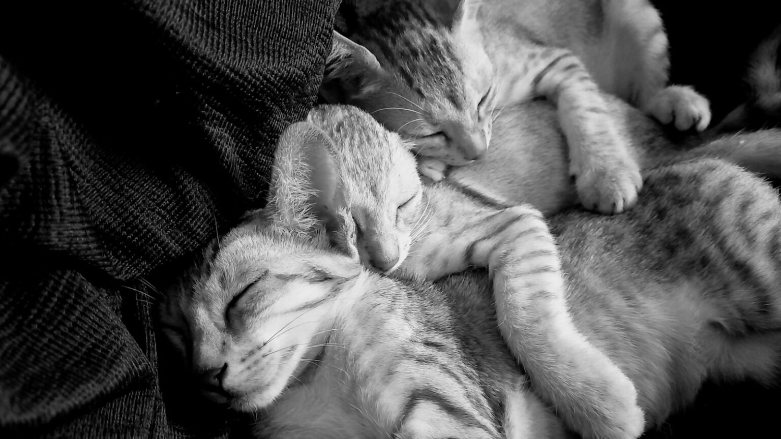 a group of kittens sleeping together
